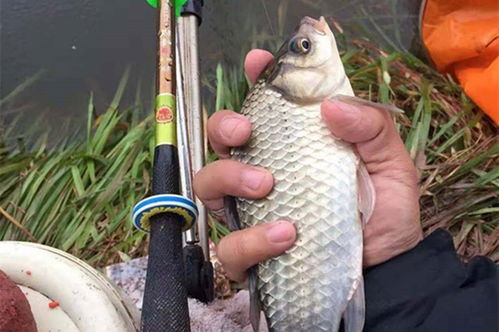 钓鱼饵料加小药，提升诱鱼效果的秘诀与技巧