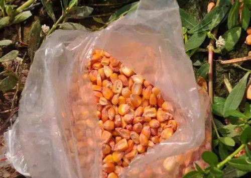 自制虾粉饵料，钓鱼高手的秘密武器