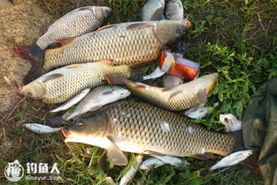 手竿钓鱼饵料太湿怎么办?这些实用技巧帮你解决