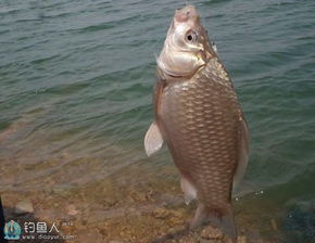 小白虾,钓鱼饵料的绝佳选择与制作方法
