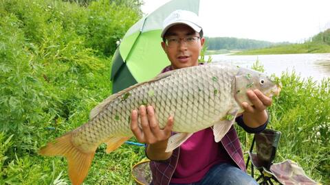 钓鱼饵料要洗吗?怎么洗?详细步骤视频解析!