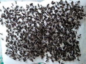 小溪钓鱼饵料怎么开饵的?