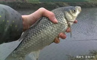 钓鱼饵料不诱鱼怎么办?5个实用技巧让你轻松解决饵料问题!