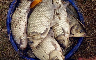 老黑河钓鱼饵料怎么用的?这些技巧让你收获满满!