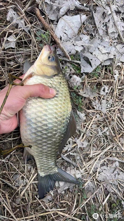 自制钓鱼饵料小老虎的简单教程,提升你的钓鱼乐趣