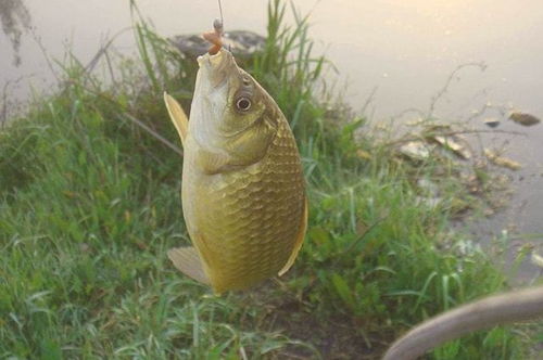 北派钓鱼饵料怎么样?这些技巧让你在北方钓获翻倍