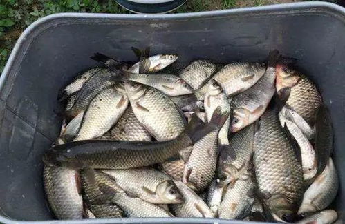 半养塘钓鱼饵料怎么样?这些技巧让你鱼获翻倍!