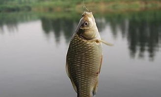 钓鱼饵料味型怎么样的?掌握这些技巧让你的鱼儿争先恐后