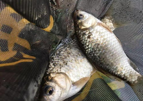 钓鱼饵料玉米虫怎么做的?手把手教你自制诱鱼神器