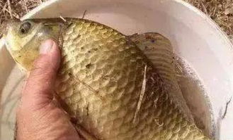 饵料配方的地域密码,各地方钓鱼怎么配饵