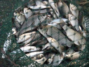 海选钓鱼饵料使用全攻略