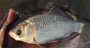 鲜虾拉饵的正确使用方法,提升你的钓鱼成功率