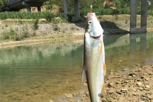 揭秘翘嘴假饵的使用技巧,从入门到精通,轻松钓获大鱼!