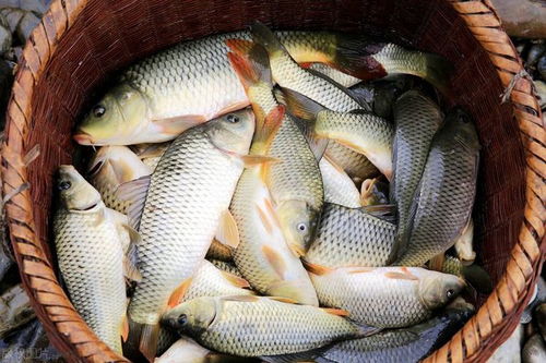 彼岸花钓鱼饵料怎么用最好,掌握这几点,鱼获翻倍!
