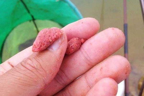 钓鱼饵料粘饵怎么用的视频,从入门到精通的实战技巧全解析