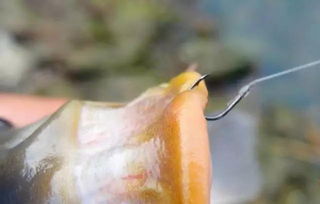 揭秘超肉饵料的制作秘诀,让你的鱼儿疯狂咬钩!