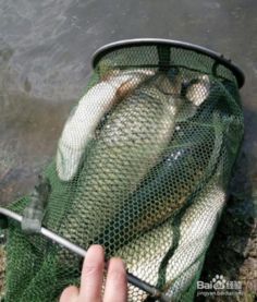 野钓高手的秘密武器,自制饵料的黄金配方与实战技巧