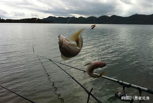 冬寒垂钓饵料秘籍,低温天气下的垂钓制胜法宝