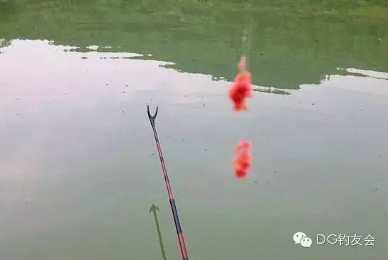 钓鱼饵料总是粘网?这5个原因让你秒变大师,附视频解析技巧