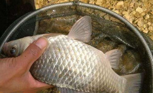 丰乐河钓鱼饵料怎么用？这份详细指南让你轻松上鱼！