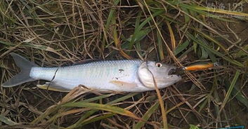 路亚钓鱼饵料制作全攻略,从基础到实战,打造最强诱饵!