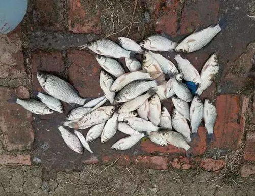 钓鱼饵料里有米虫怎么办?