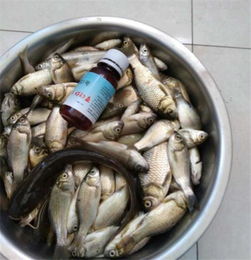 钓鱼饵料膏蟹的完美制作与使用技巧