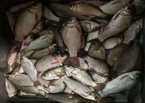 钓鱼饵料新革命,自制永不脱落饵料,让鱼一口咬到底!