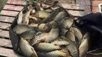 自制鲫鱼饵料秘方,池塘钓鱼必杀技