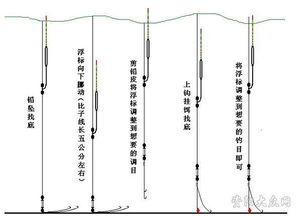钓鱼饵料会掉线吗?原因分析与解决方法