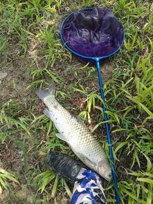 野钓黑泥饵料使用指南,如何在野外钓到大鱼
