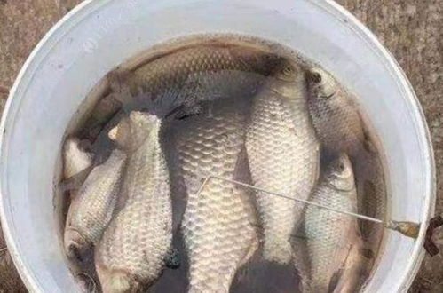 钓鱼饵料基围虾怎么做?秘制基围虾饵料制作全攻略