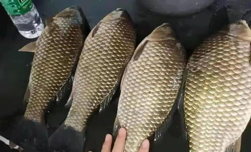 黑坑作钓饵料秘籍，手把手教你自制无敌诱饵