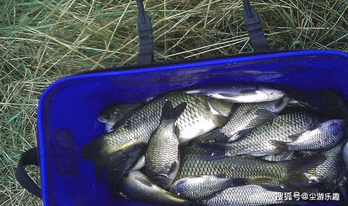 钓鱼饵料粉怎么用?手把手教你制作与使用技巧,附视频教程!