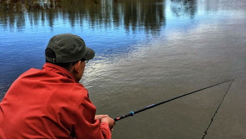 罗非黑坑钓鱼饵料搭配指南，从入门到精通