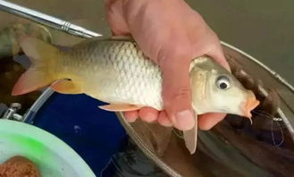 钓鱼饵料钓到鱼怎么办?专业解析与实用视频拍摄指南