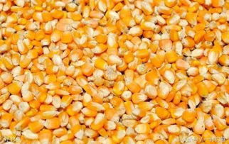 泡玉米钓鱼饵料的制作方法