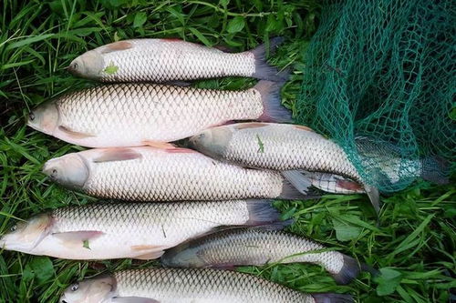 钓鱼饵料的小药怎么加,掌握这几点,鱼口全开!