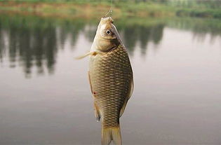 韭菜变饵料,鱼儿上钩快!