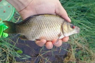 钓鱼饵料有小鱼怎么办?这5招帮你轻松解决!