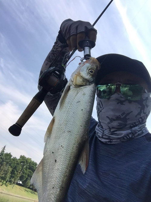 路亚钓鱼饵料推荐,从新手到高手的选择指南