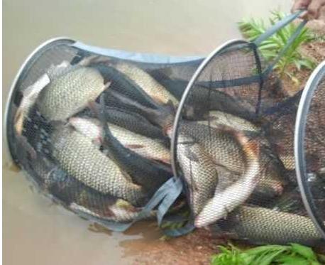 自制万能钓鱼饵料,钓鱼高手的秘密武器