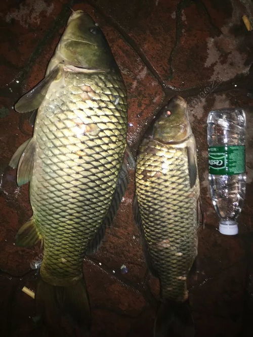 不打窝也能钓大鱼,8种自制饵料秘籍