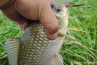 网上自制钓鱼饵料怎么做,从零开始的垂钓秘籍