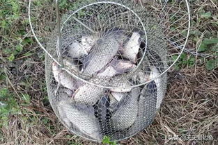 野钓饵料浓腥怎么办?5招快速解决腥味困扰