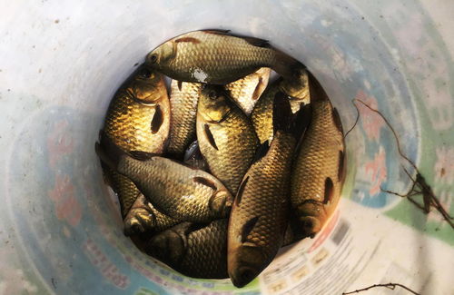 钓鱼饵料臭出新高度!如何用臭饵钓大鱼?