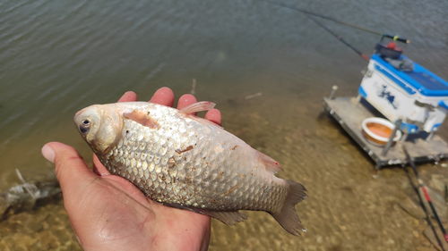钓鱼新招,用废旧瓶盖自制路亚饵料,鱼儿上钩的秘密武器!