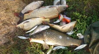 钓鱼饵料开饵秘籍，3分钟搞定诱鱼盛宴