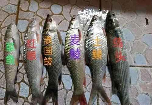 钓鱼饵料包谷面怎么做好吃?这份秘方让你鱼儿争先恐后咬钩!