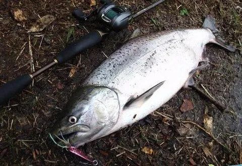 路亚钓鱼饵料开饵全攻略,从新手到高手的秘籍